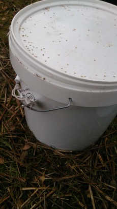 Buckets full of our environmental samples